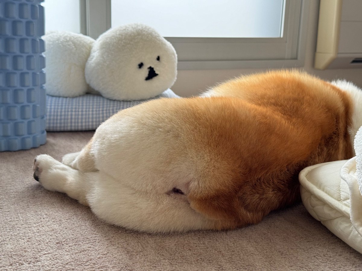 CorgiTao's tweet photo. とある日のたお https://t.co/KcEPJ3xRPa