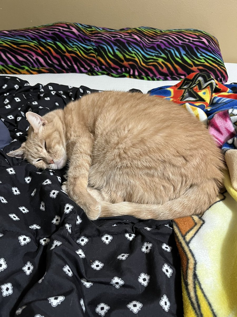 Veracious tweet media