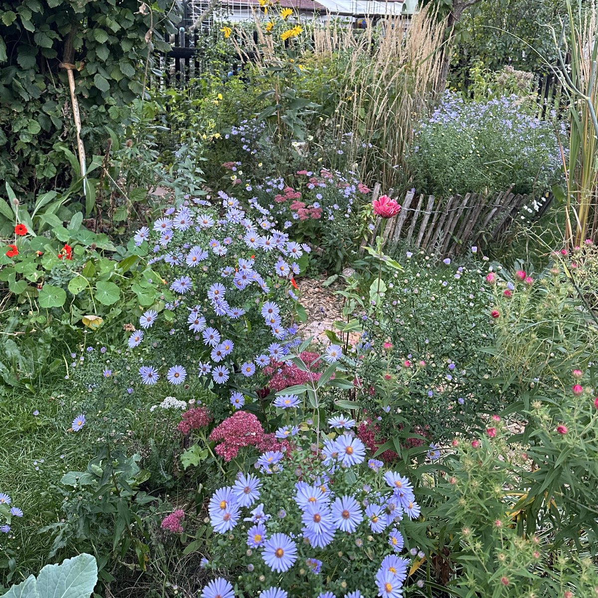 Garten_Berlin's tweet image. Die Astern erobern den Garten 💚. 
#Pankow #Kleingarten