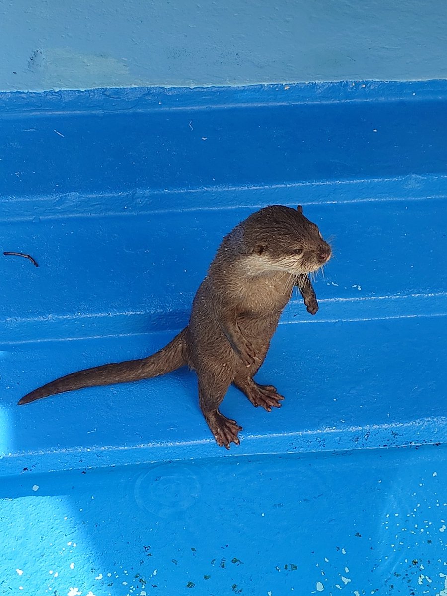 アイちゃん、元気そうでなにより😍

#姫セン #姫路セントラルパーク #カワウソ #コツメカワウソ #アイちゃん