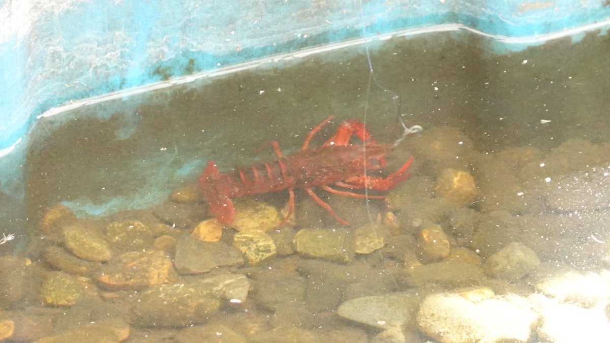 ザリガニページです。 Kenzap on X