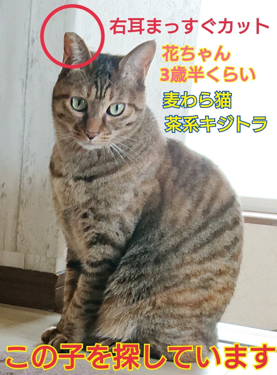 芍薬🌹 (@aznayuko) / X