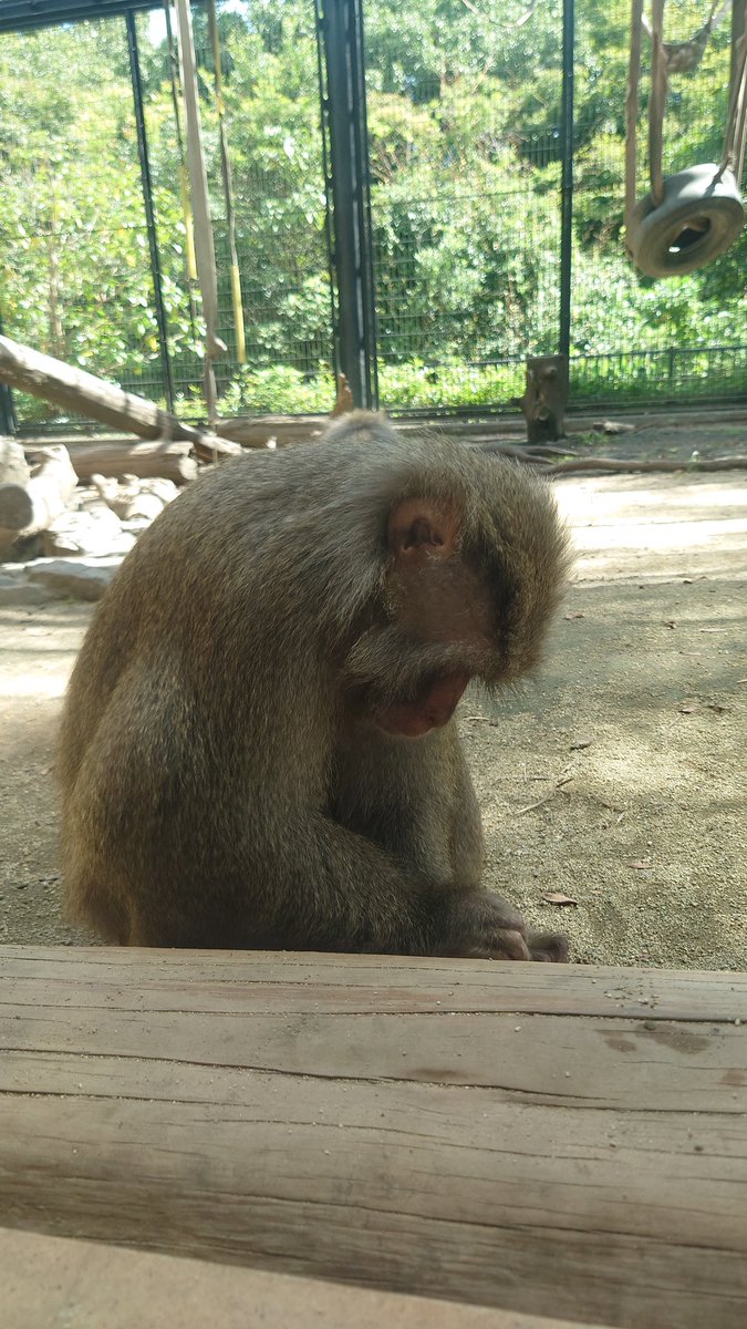 js2dwj's tweet photo. 鹿児島市平川動物公園
熱くてみんなぐったりでした😅 https://t.co/hpsxoIlpds