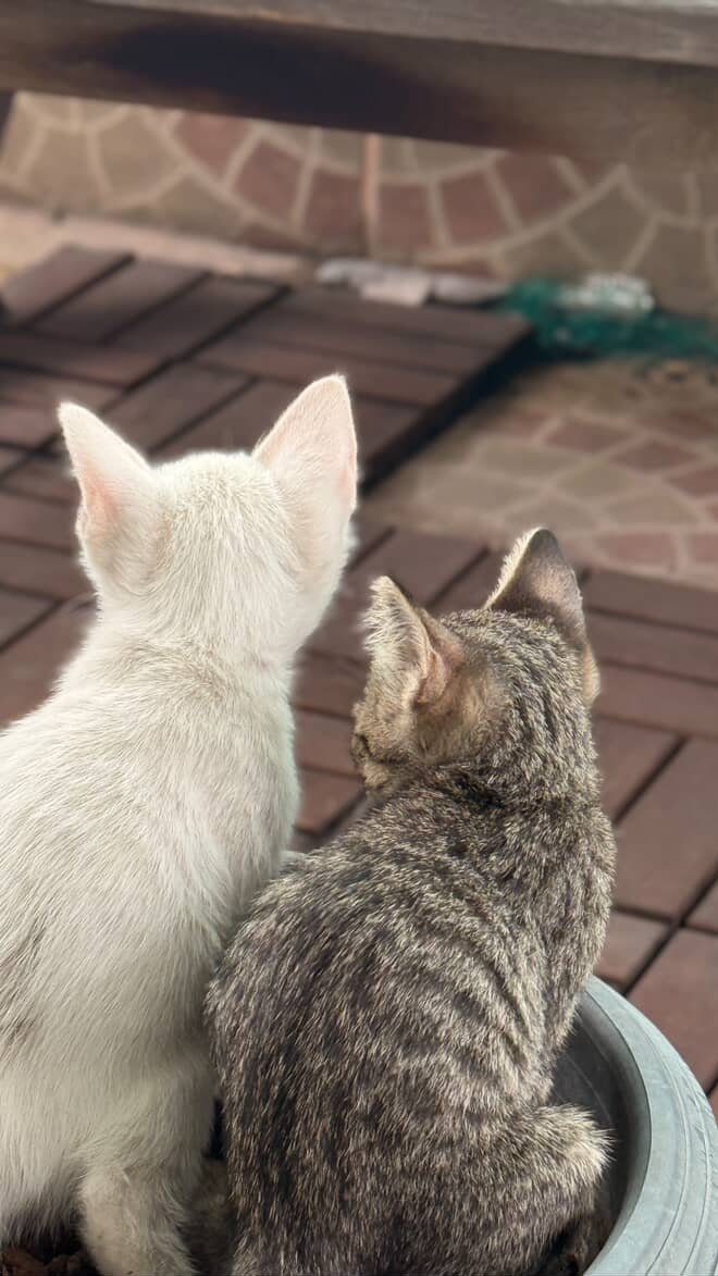 Catster & Co บ้านพักพิงแมวจร tweet media