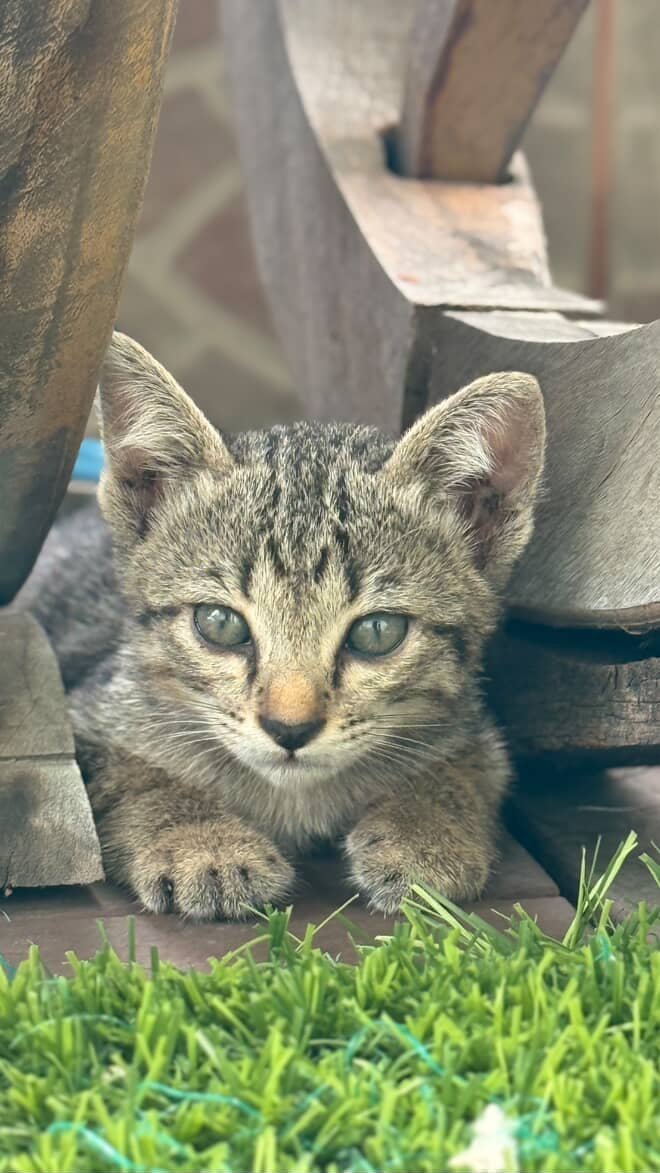 Catster & Co บ้านพักพิงแมวจร tweet media