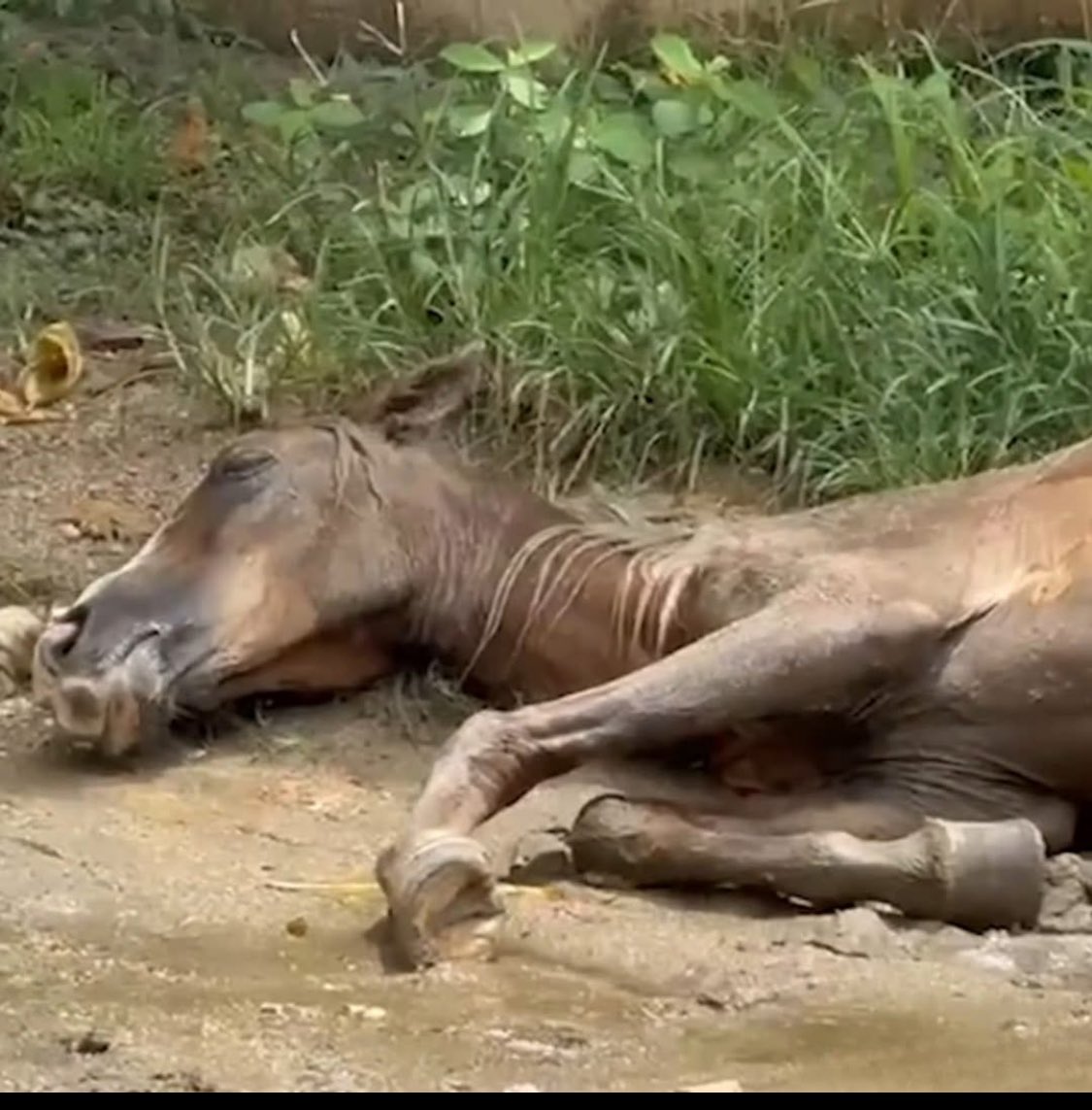 Nos merecemos los desastres naturales por ser tan despreciables como humanos!! No se quejen de cómo les va🤬🤬🤬 #Acapulco 
 <a href="/Gob_Guerrero/">Gobierno de Guerrero</a>  
<a href="/AcapulcoTrends_/">Acapulco Trends</a>  <a href="/AcapulcocoMx/">Acapulcoco México</a>  <a href="/IMETACMX/">Instituto Mexicano de Turismo y Accesibilidad</a>  

<a href="/robpalazuelos/">Roberto Palazuelos</a>  me ayudas a dar RT 

facebook.com/share/p/1BAgFs…

<a href="/sereslibres_mx/">Seres Libres A.C.</a>  <a href="/LicAnimalista/">Abogado Animalista</a>