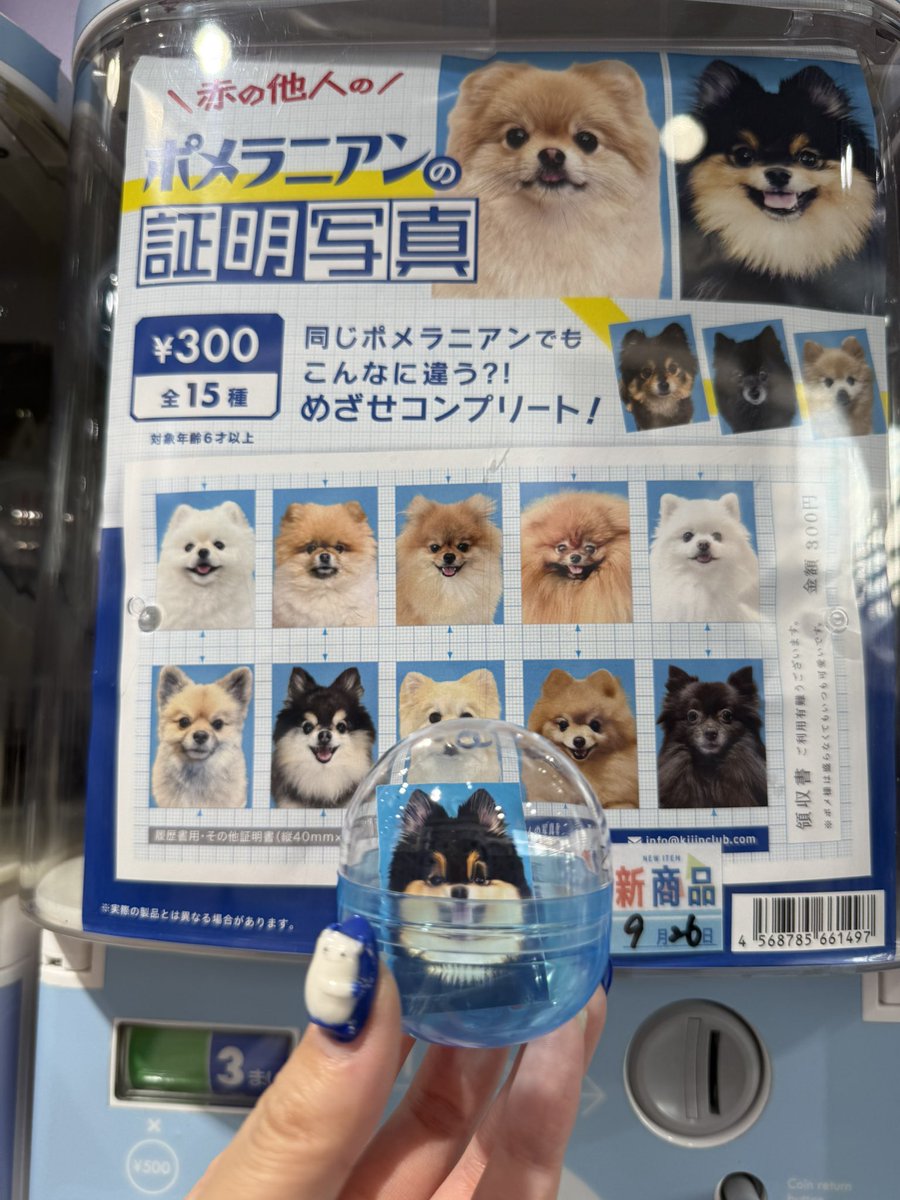 誰が出てもSSR、赤の他人のポメラニアン証明写真。今日が発売初日