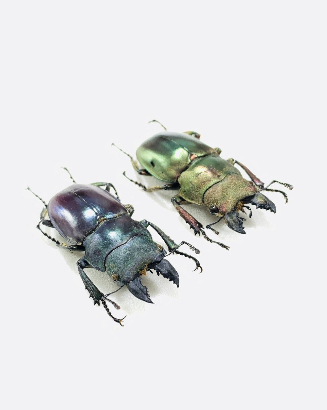 標本 Odontolabis nobuhikoi rare 24mm 標本 Odontolabis nobuhikoi rare 24mm 標本 Odontolabis nobuhikoi