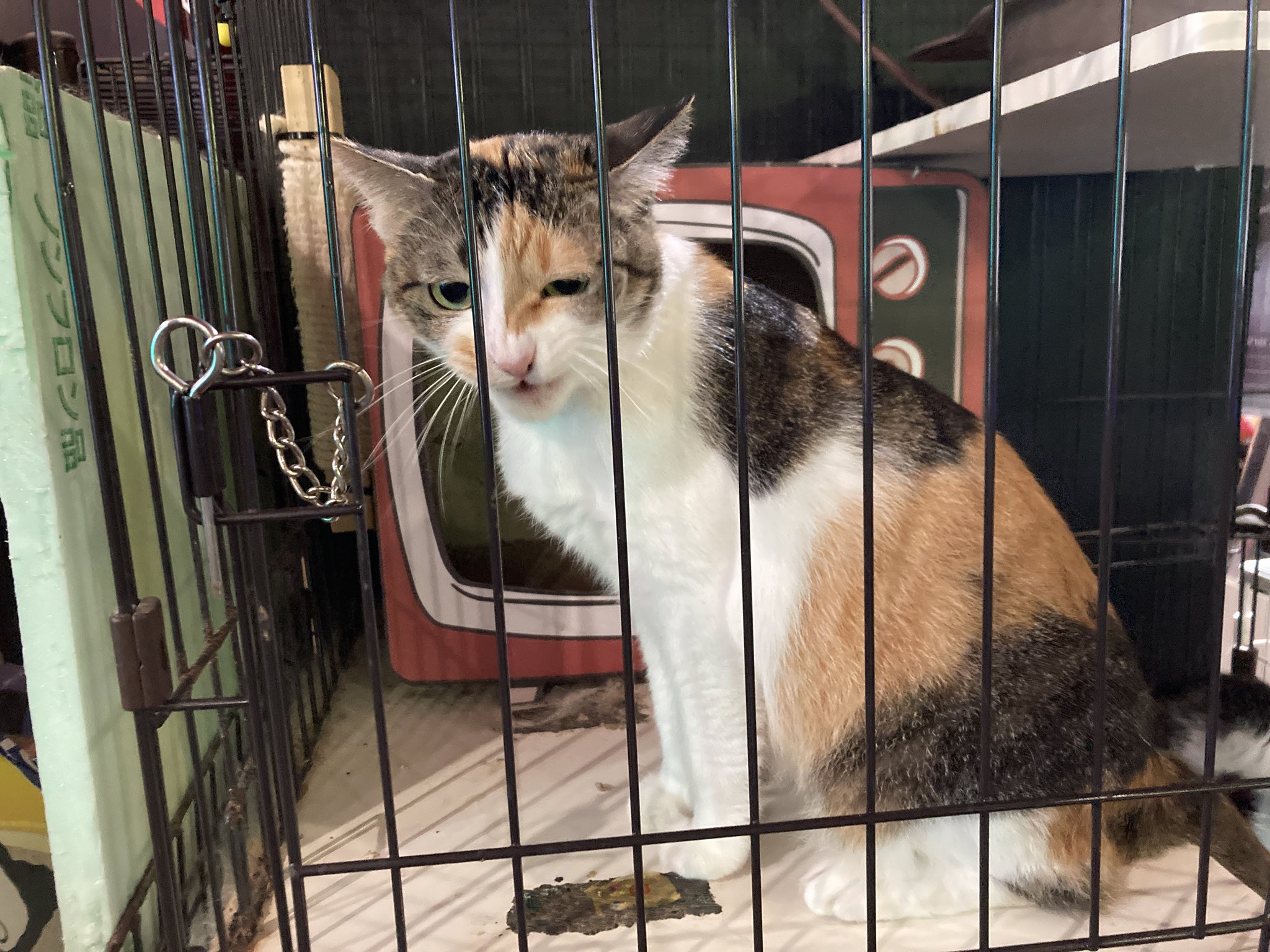 野良猫さま専用 野良猫さま専用