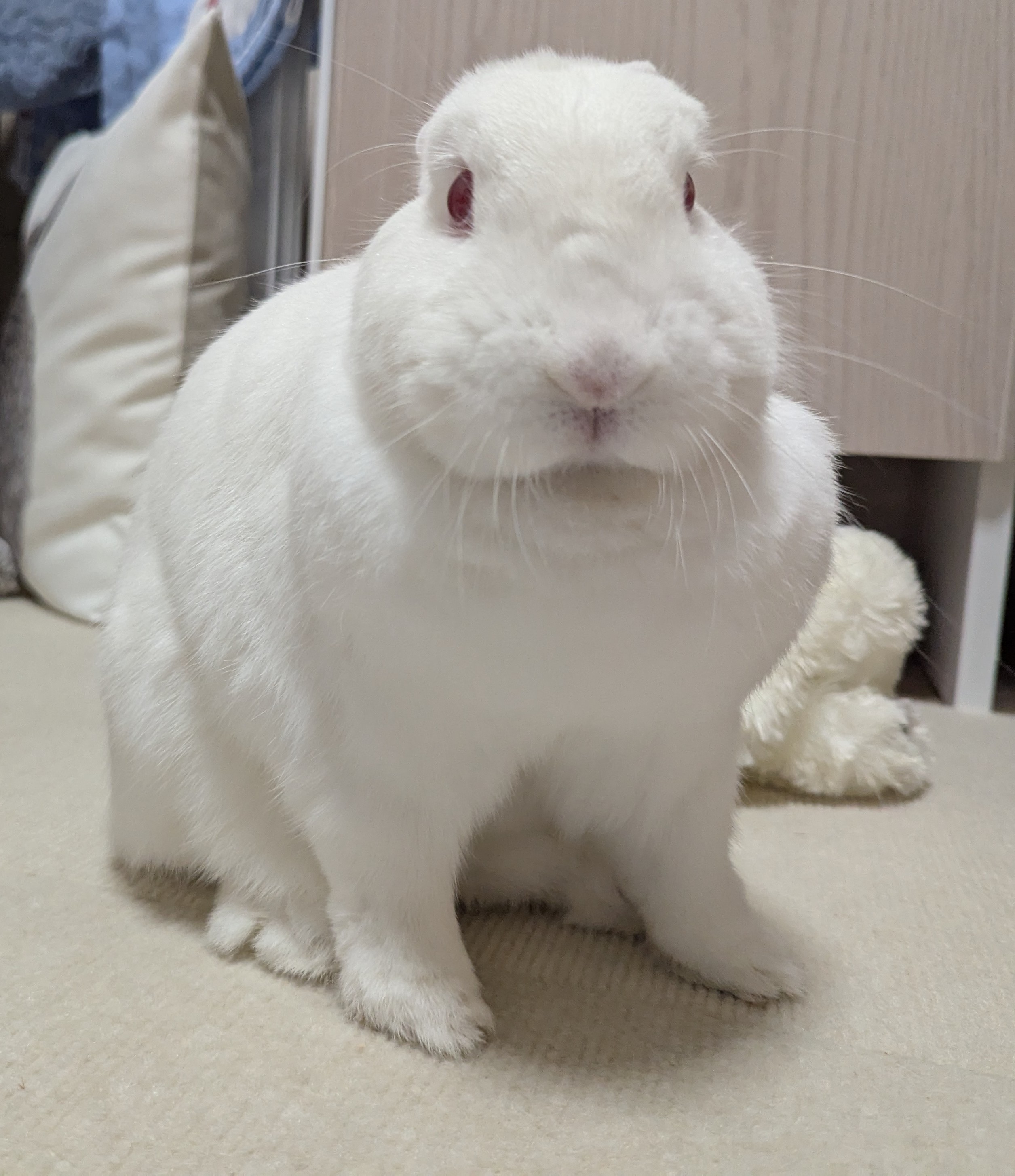 【うさこ】 f5c93c5431d30595b6376802f60ab0