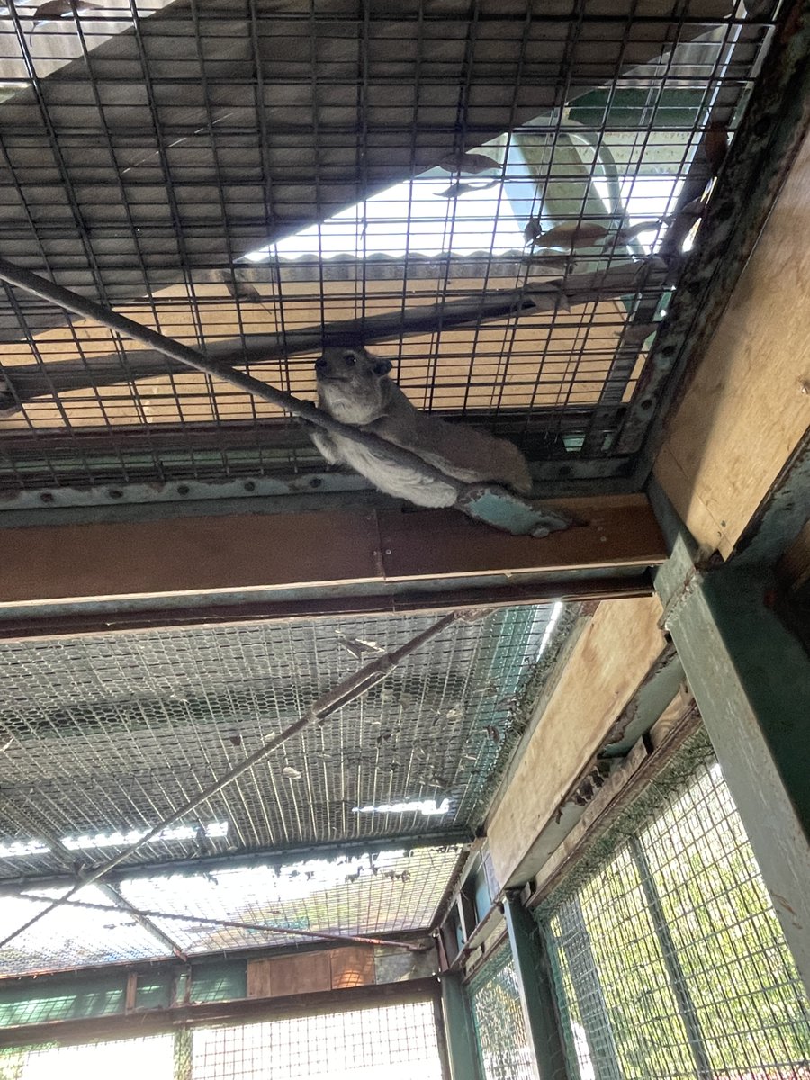 asa_zoo's tweet image. 動物舎で作業中、
ふと上を見上げると

まるで忍者

（現在ケープハイラックスは非公開施設で飼育中です）

#asazoo
#zoo
#ケープハイラックス