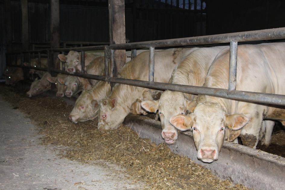 Deux innovations pour la détection et le traitement des maladies respiratoires des bovins dlvr.it/TNKFQ2