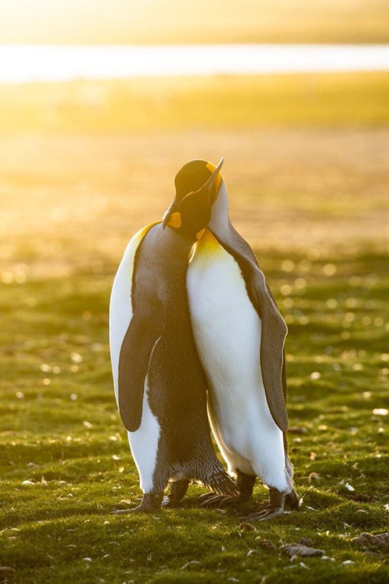 ペンギン剥製 2025年最新】Yahoo!オークション -ペンギン 剥製の中古品・新品