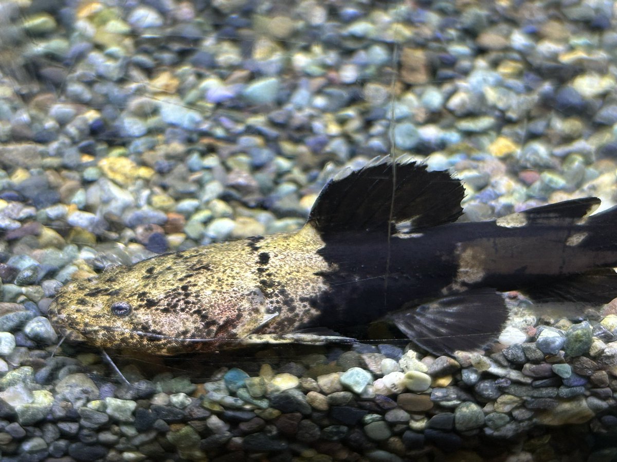 プレミアムサイズのニグリカウタが入荷しました。8cmです！