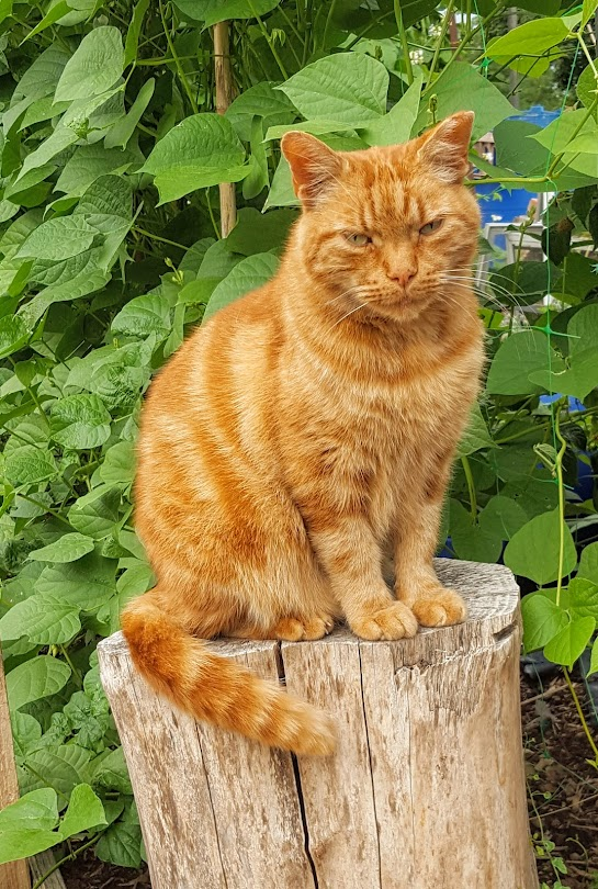 Robert Allotment cat,now helped by Janet & Amanda tweet media