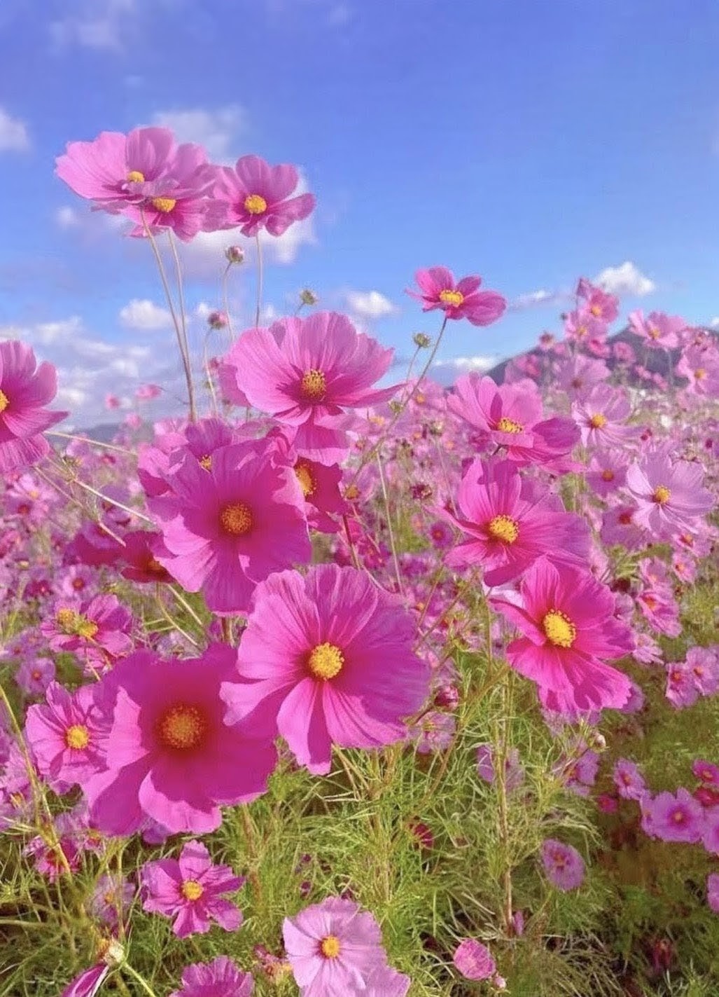 桃秋桜 Anya🩷 on X: 