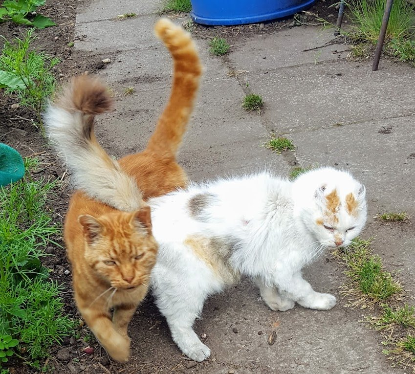 Robert Allotment cat,now helped by Janet & Amanda tweet media