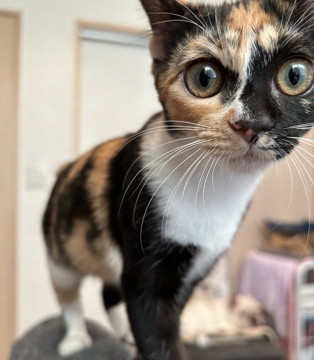 おはようございます♪ 
あかねちゃんも元気に成長しています（４ヶ月）😊