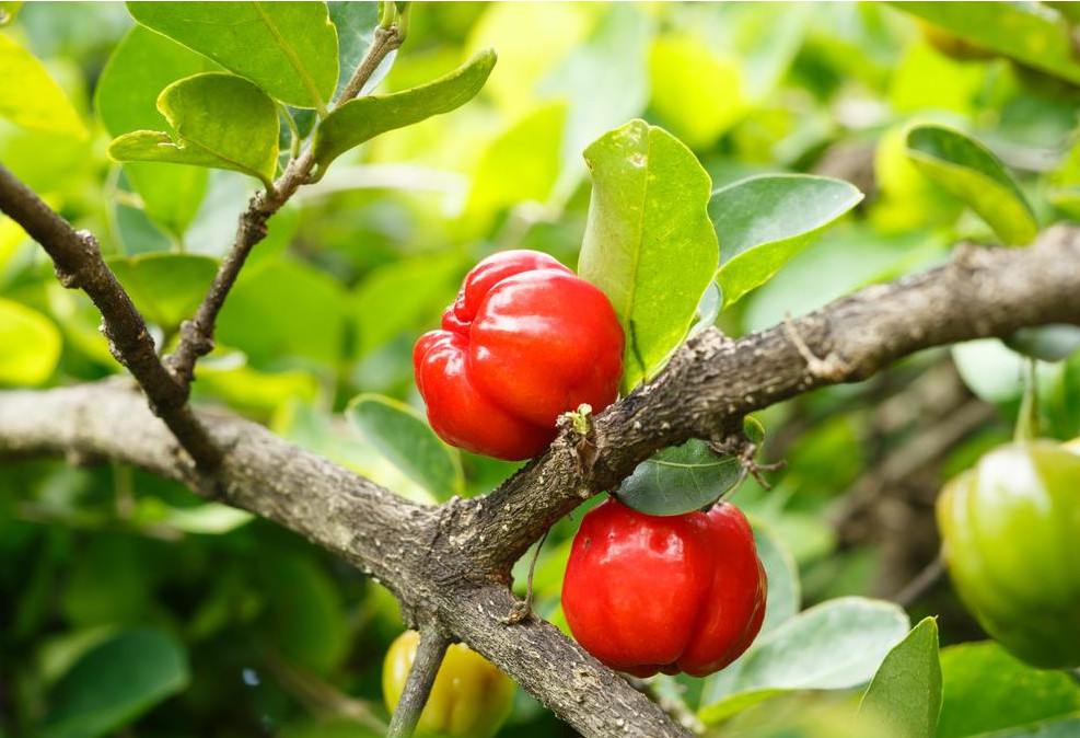 Acerola Cherry: The Vitamin C Powerhouse You Can Find in Hua Hin huahinservices.blogspot.com/2025/07/acerol…