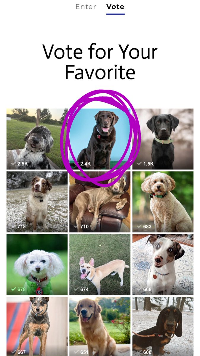 jordanmalcott12's tweet photo. @dog_rates please help me get my girl back in the lead. She has been my service dog for 11 years now. She is my soul dog. If she wins this contest, it would be such a cool way to honor her. We were in the lead all month, until today when this dog gained 1k votes in 11 hours. https://t.co/DvonBxQR1B