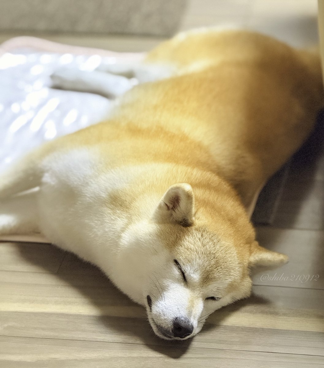 しば犬です。私の汗と涙が染み付いています。 しば犬です。私の汗と涙が染み付いています。 Their Eyes Just