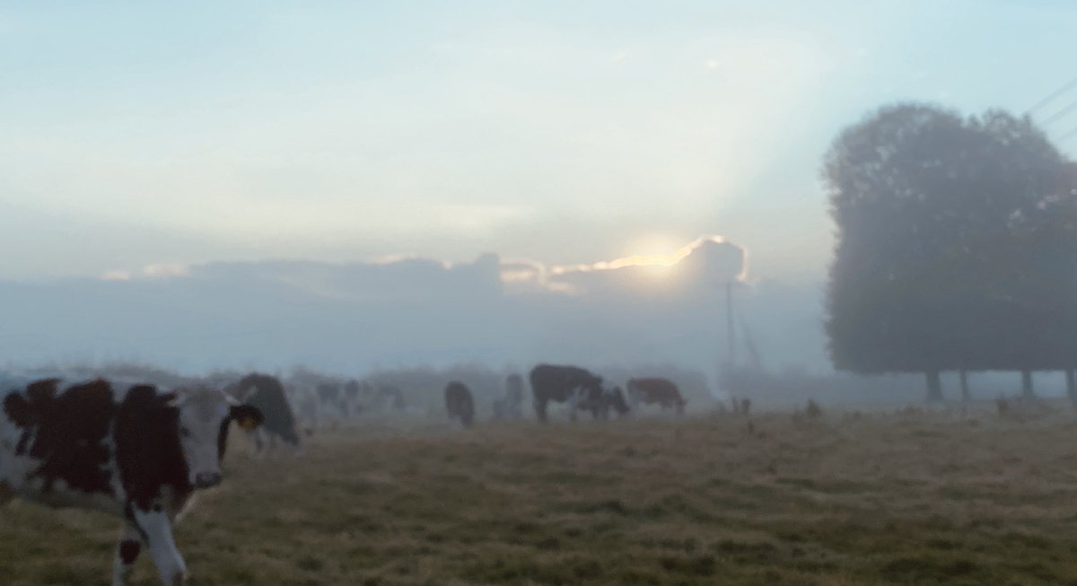 sussexfarming's tweet image. Every cloud has a silver lining #sunrise #tree #cow #clouds