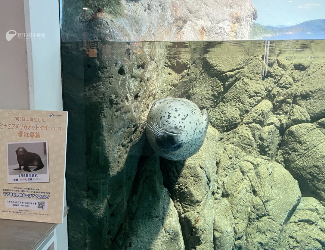 新江ノ島水族館 on X: 