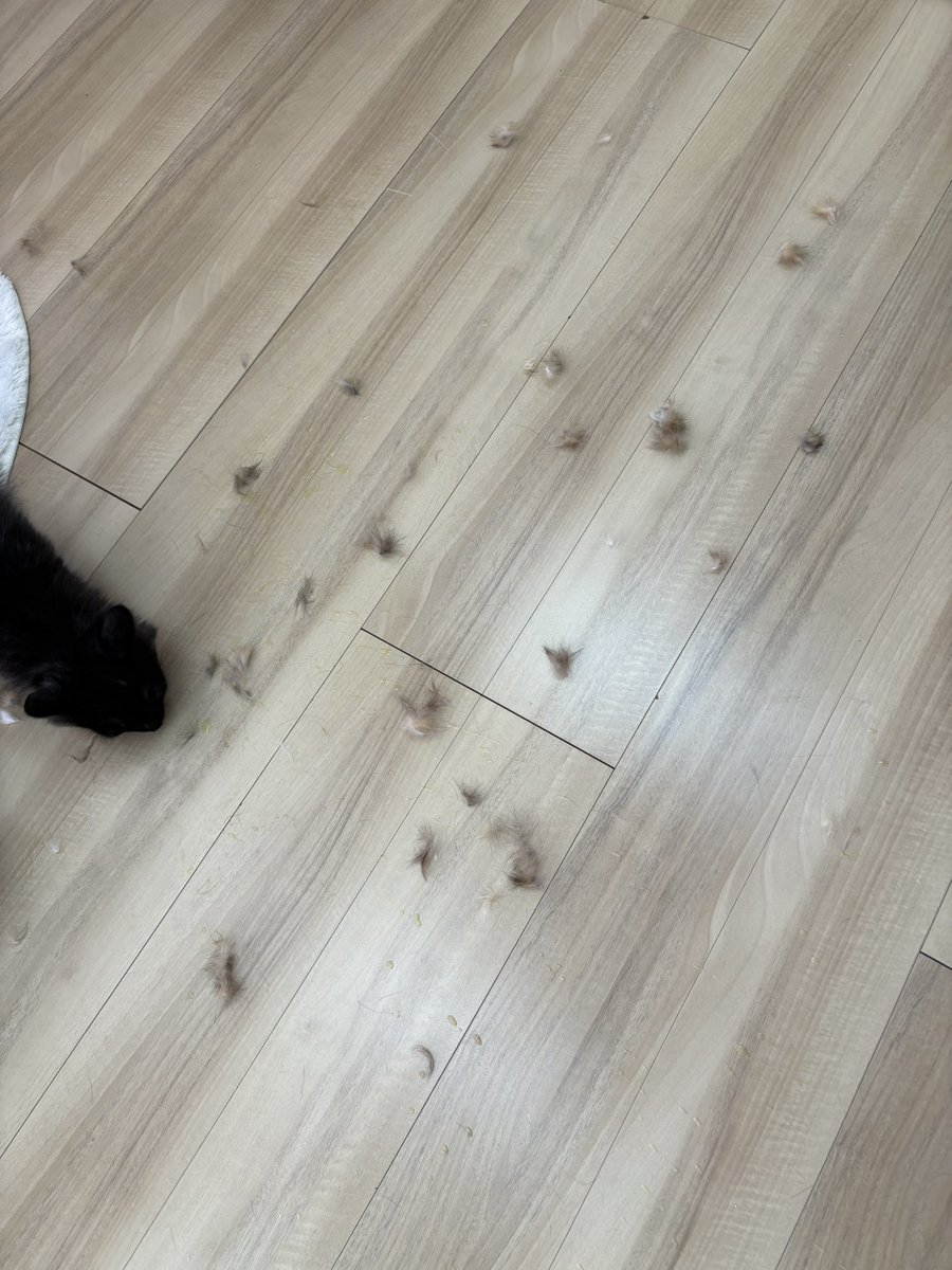 でん、ななを食べる

#ねこオアシスオハナ #中津川