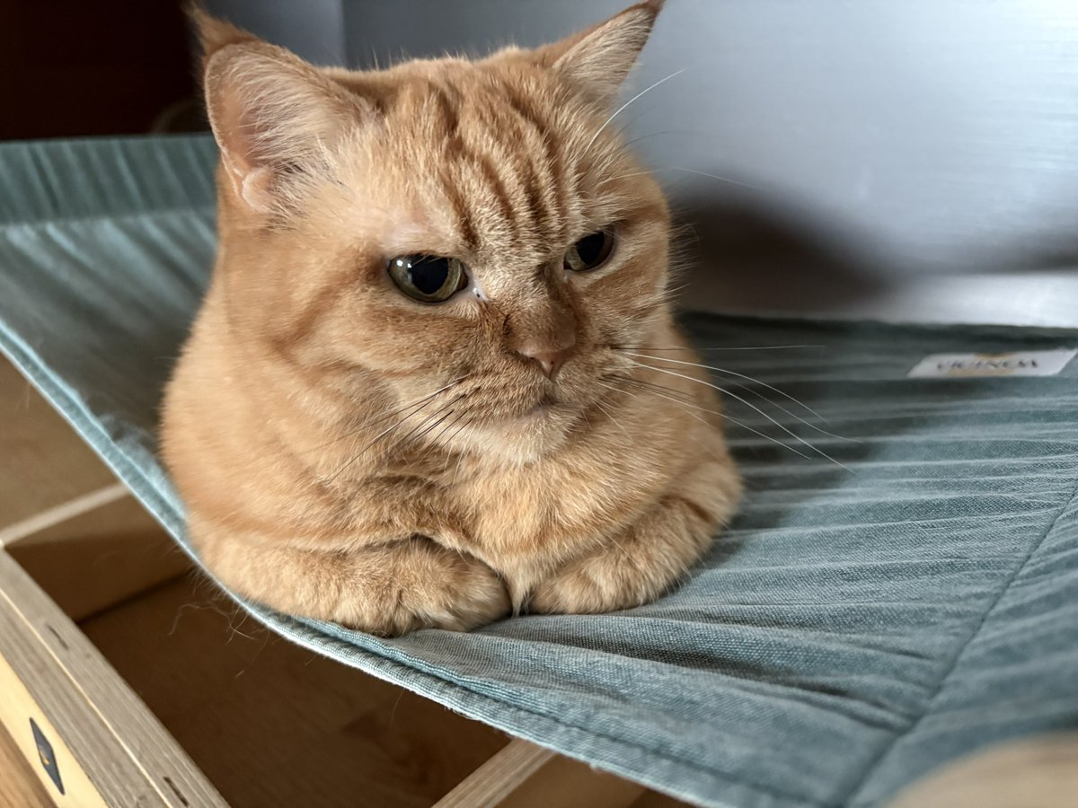 Delphine The Cat (@picalonzo) on Twitter photo 