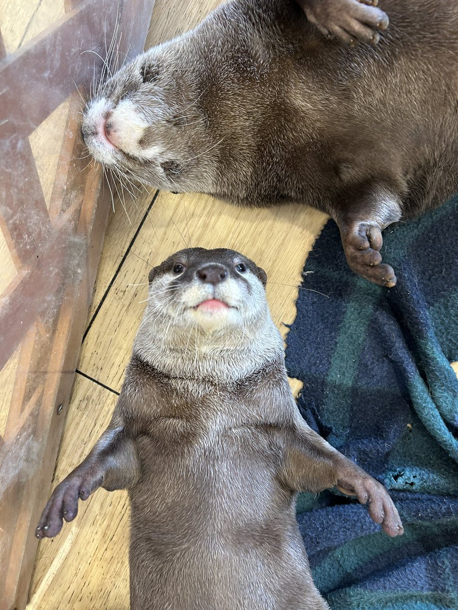 鷹ファンのカワウソ🦦 (@it_animals) / X