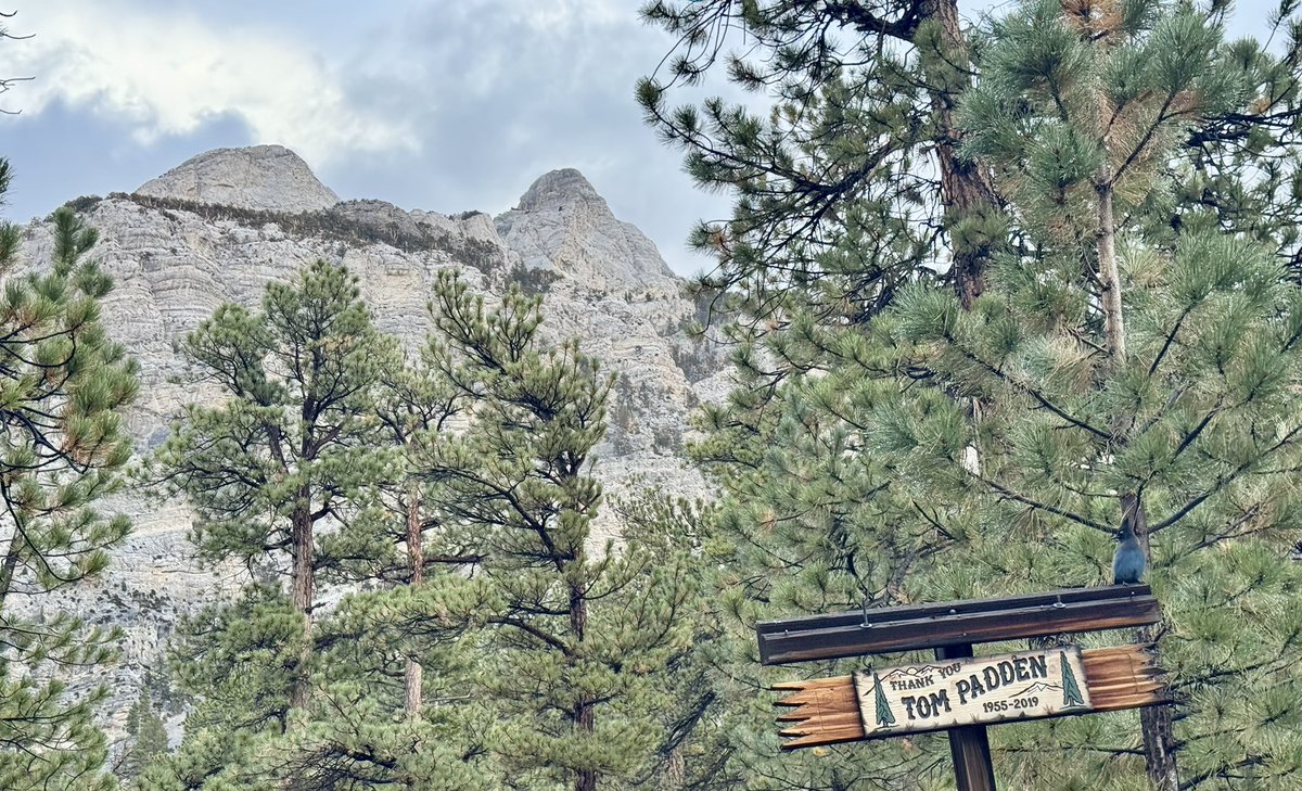 Mt Charleston Mountain Man tweet media