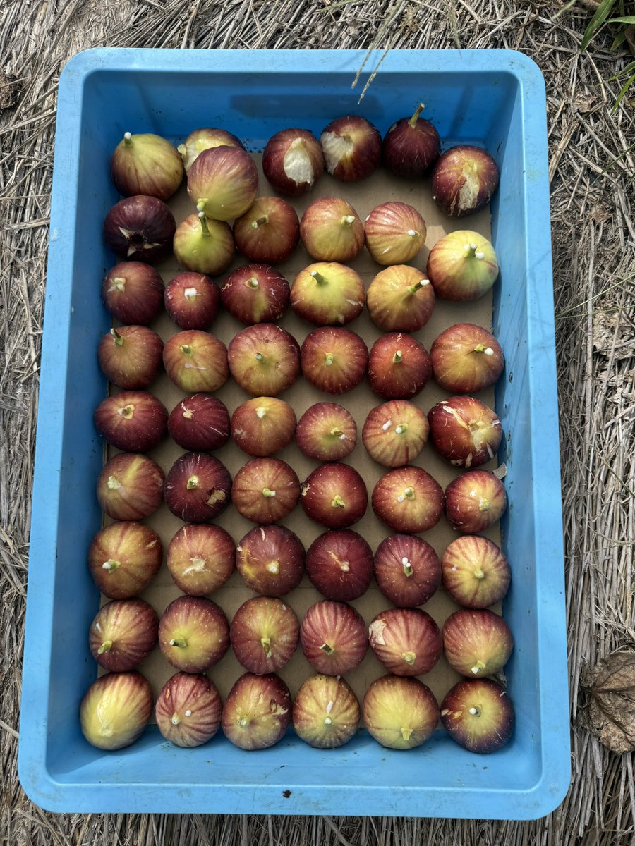 今採った無花果。
持っていくよ、
採れたてのイチジク。