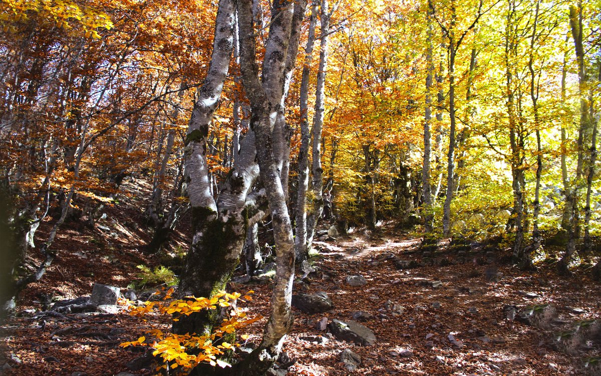 mercaldiona's tweet image. El #IFPenalbadelaSierra amenaza, entre muchísimas otras cosas, el Hayedo de la Pedrosa, uno de los Hayedos más al sur de Europa y una absoluta reliquia de la sierra, es como un cuento de hadas