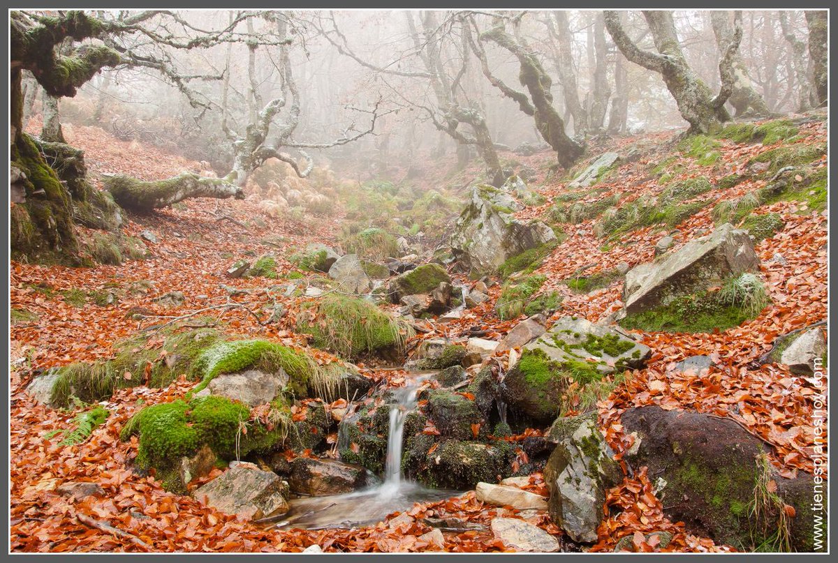 mercaldiona's tweet image. El #IFPenalbadelaSierra amenaza, entre muchísimas otras cosas, el Hayedo de la Pedrosa, uno de los Hayedos más al sur de Europa y una absoluta reliquia de la sierra, es como un cuento de hadas