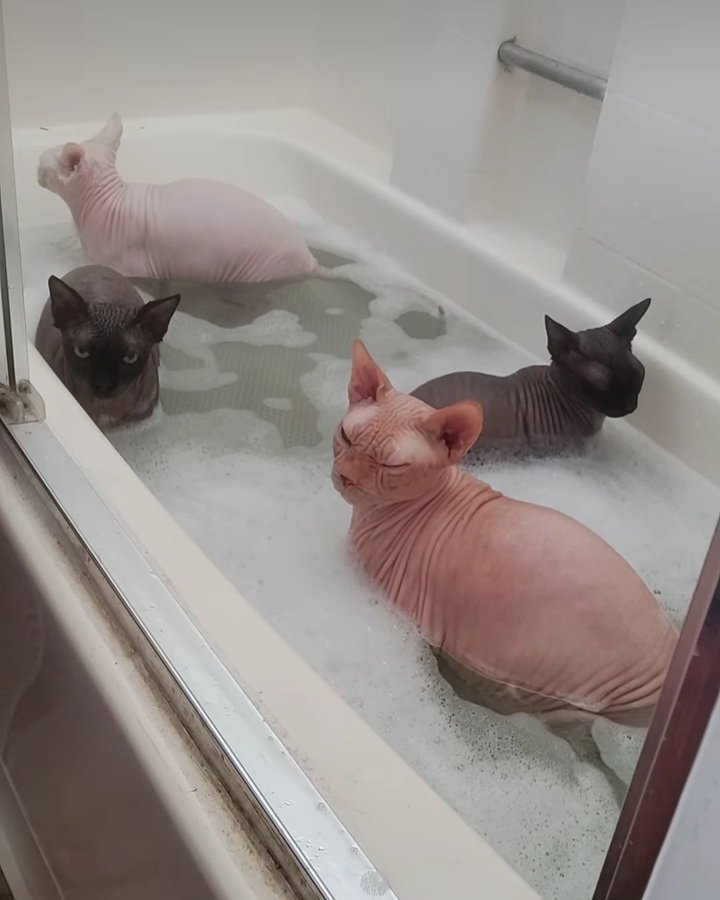 Kada puna "agresivnih veverica"