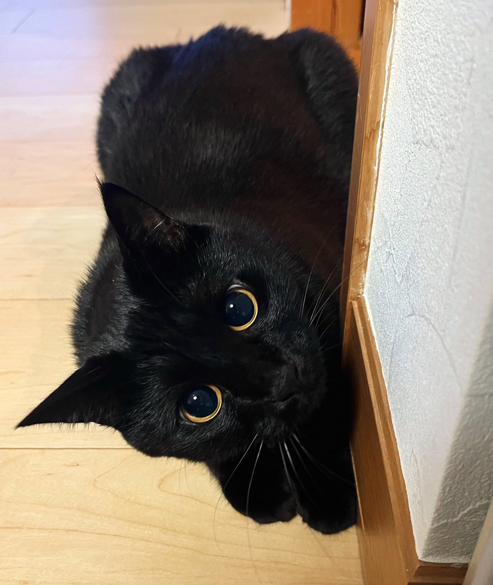 黒猫 うに3才 on X: