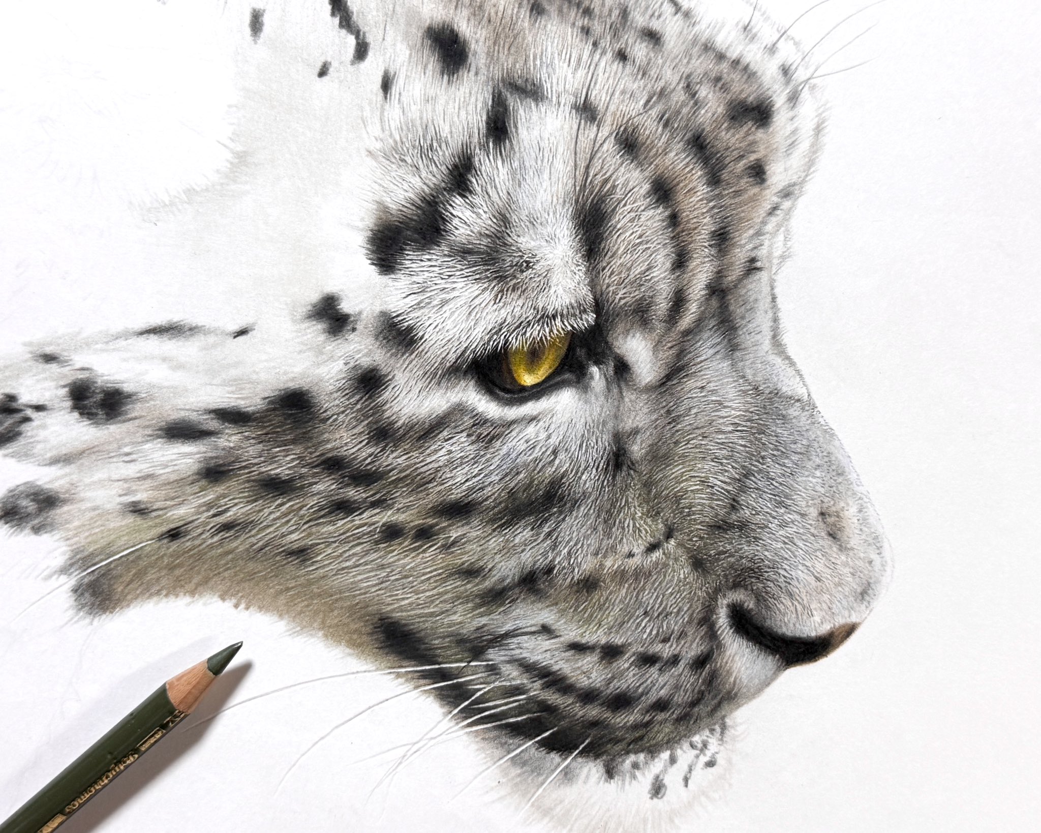 サイ　動物ペン画No.13 ffa9540d8b9cbcae36fee000728d06