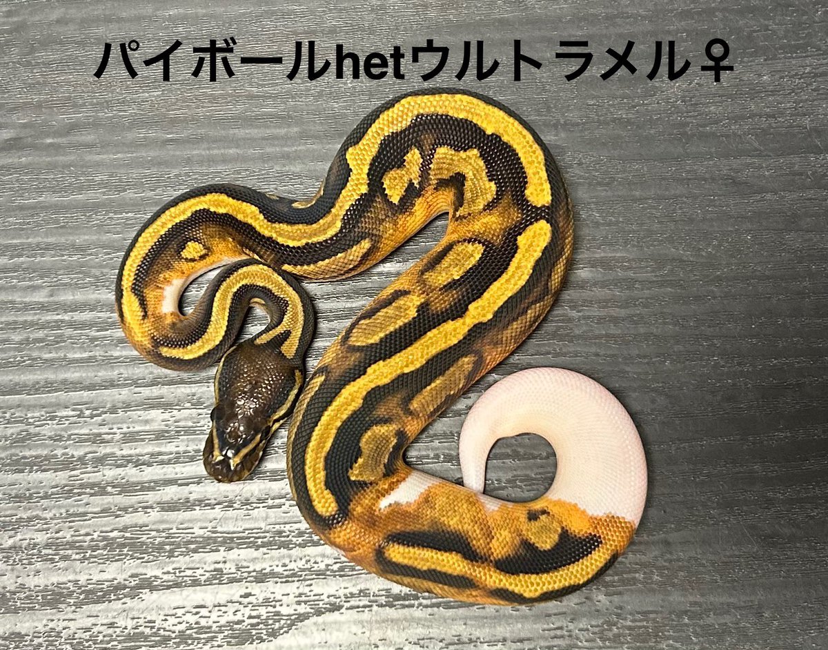 target_rep's tweet photo. 9/28(日曜日)ジャングルハンター福岡
k.brandブースでお待ちしています
#ジャングルハンター
#ジャングルハンター福岡 https://t.co/q84EKf66xD