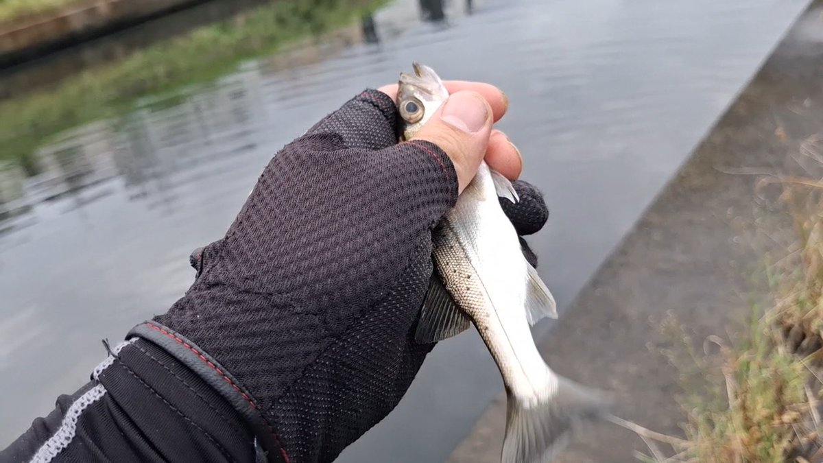 ひっっさびさの朝マズメ
雨上がりの潮が上げでベイト流れたのかいつものとこにベイトが見当たらない。。。
のわりにセイゴが結構いてなんとかボウズのがれで5ヒット3ばらし
最後の1バラシは痛かった。。。