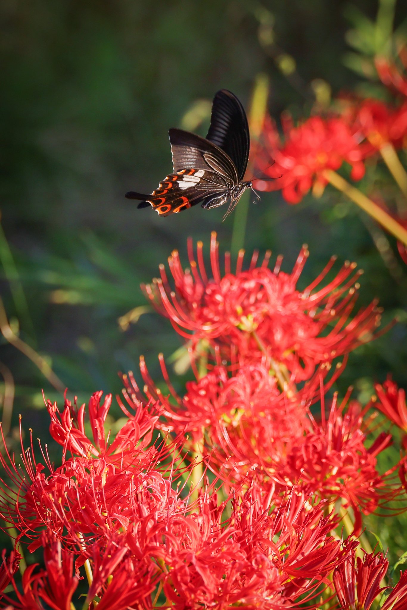 花と蝶 花と蝶 花と蝶 カード検索 ｜ Z/X - Zillions of enemy X - ゼクス