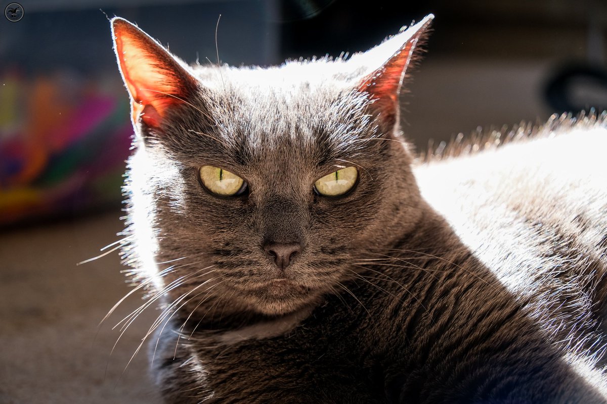 CumbriaSkyscape's tweet photo. Cassy
Our visiting pussycat, basking in the sun with a toy.
#catsofinstagrams #catlover #catsoflinkedin #cats #cat #catphotography #besutifulcat #russianbluecats #photography #petphotography https://t.co/MN1wBWT30r