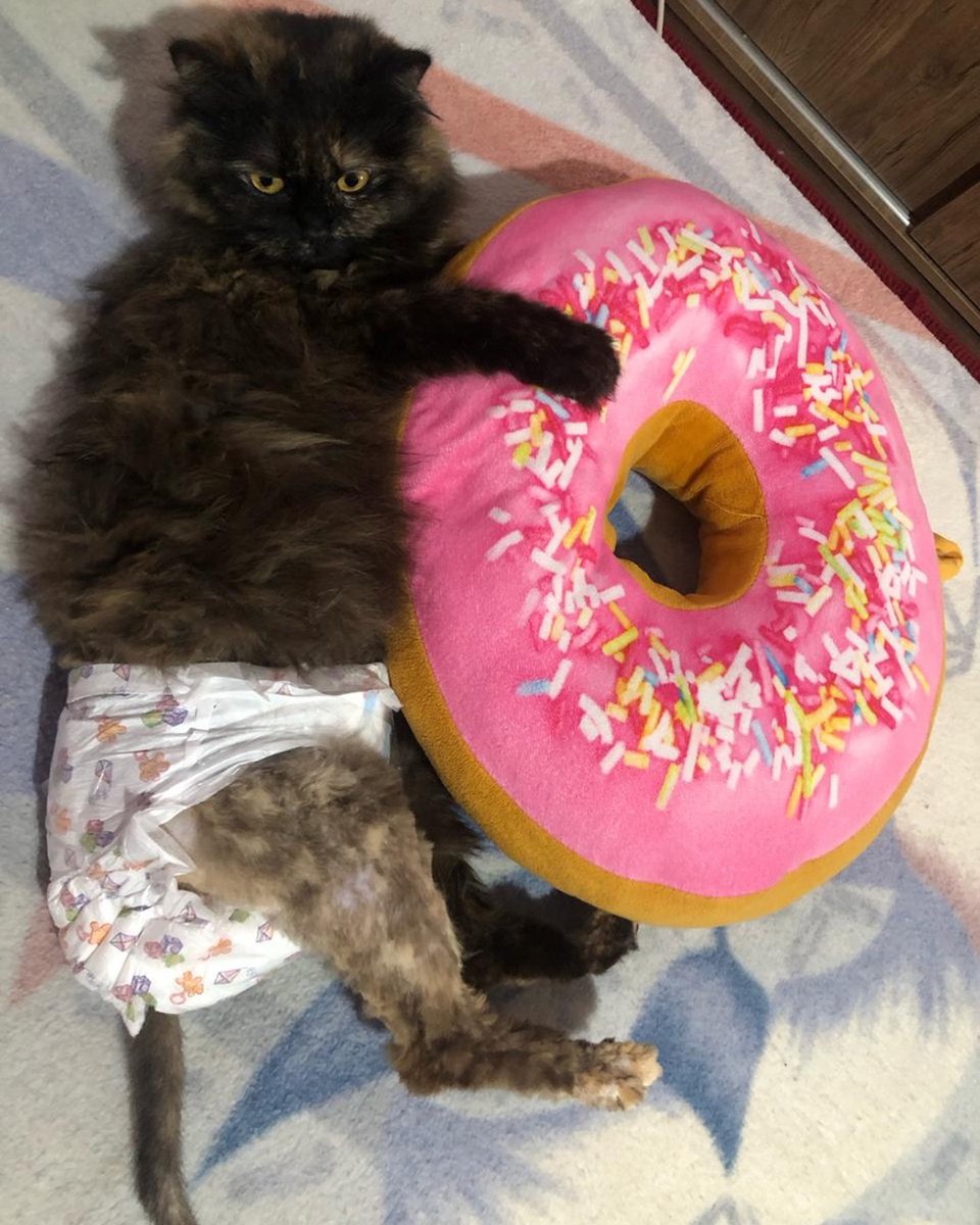 adoptdontshopl's tweet image. 💔 FOR ADOPTION 💔
Beauty was rescued after a cruel start. A bite injury left her with partial bladder control, but she’s full of love 💕 She needs a patient, compassionate family to give her the care she deserves.
📞 Contact: 71 946 656

#adoptdontshop #specialneeds #cat