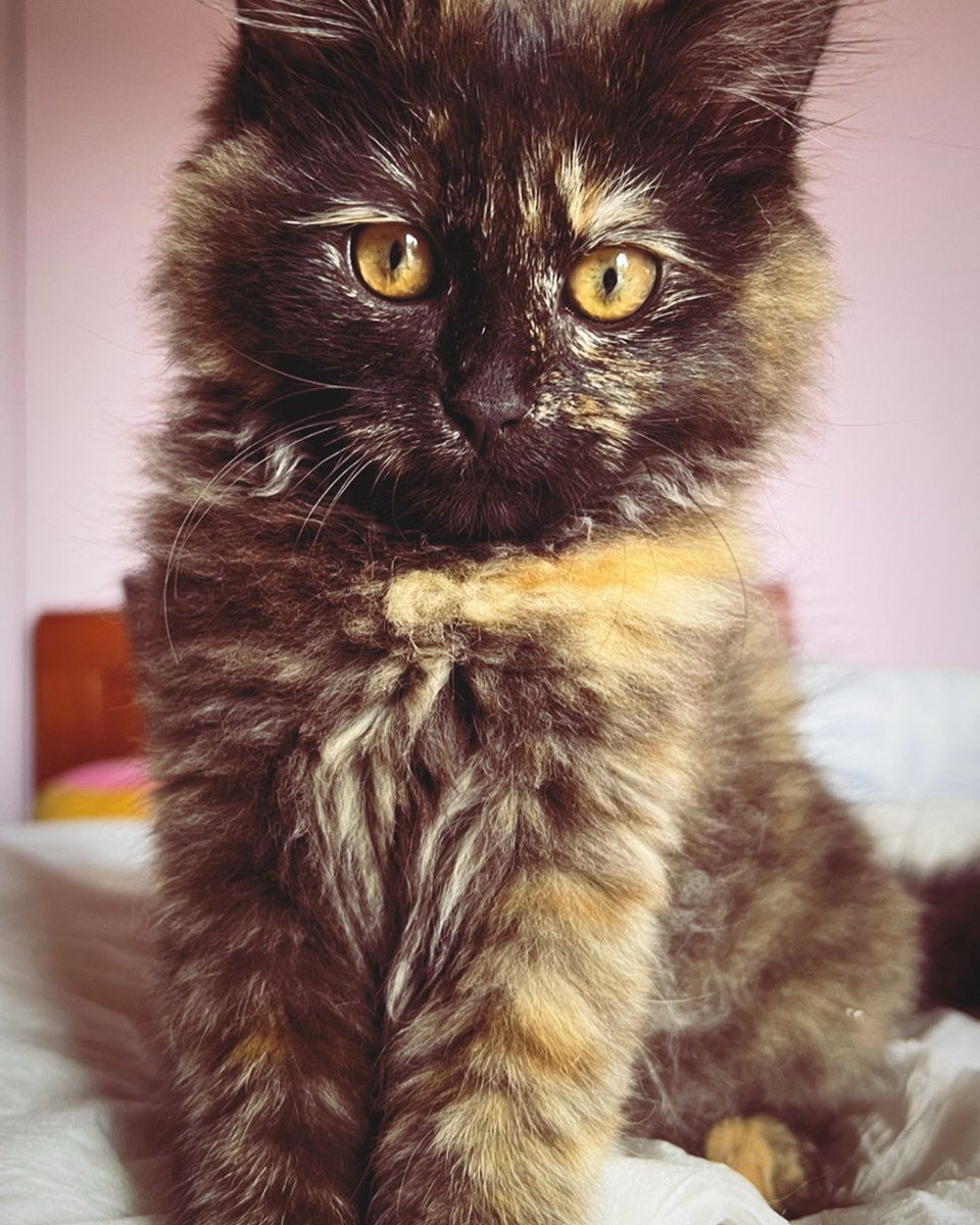 adoptdontshopl's tweet image. 💔 FOR ADOPTION 💔
Beauty was rescued after a cruel start. A bite injury left her with partial bladder control, but she’s full of love 💕 She needs a patient, compassionate family to give her the care she deserves.
📞 Contact: 71 946 656

#adoptdontshop #specialneeds #cat