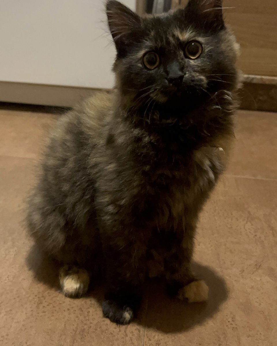 adoptdontshopl's tweet image. 💔 FOR ADOPTION 💔
Beauty was rescued after a cruel start. A bite injury left her with partial bladder control, but she’s full of love 💕 She needs a patient, compassionate family to give her the care she deserves.
📞 Contact: 71 946 656

#adoptdontshop #specialneeds #cat