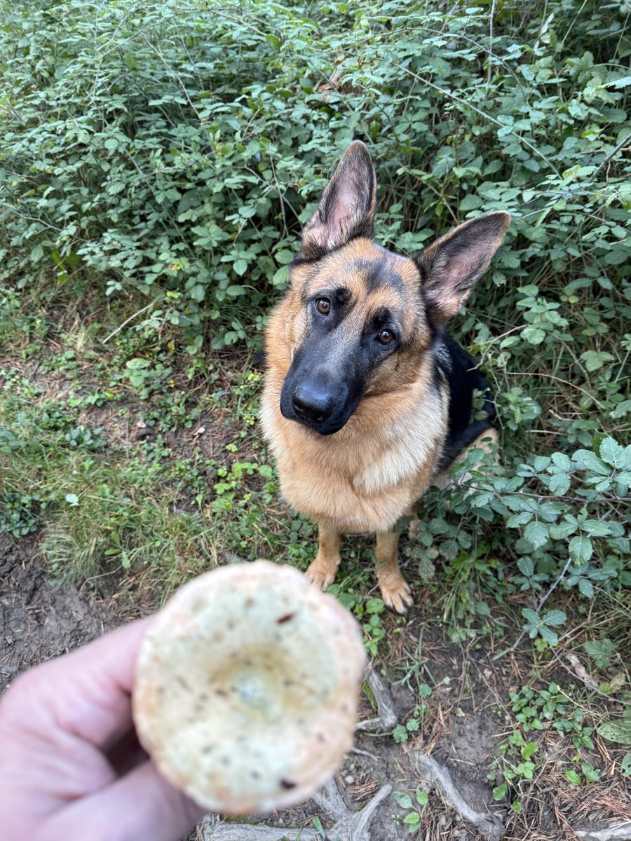 Lluís Capdevila i Esteve🎗 tweet media