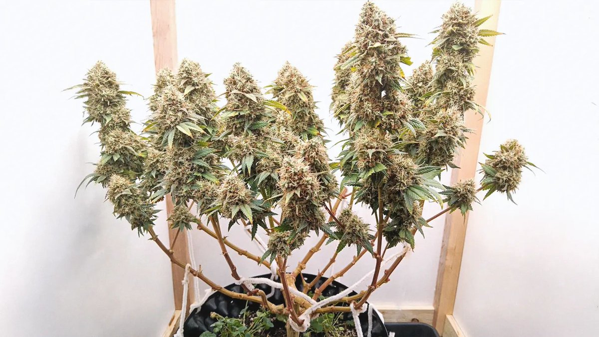 How Does Stress Help Cannabis Grow Bigger Buds?
Just like humans, when plants experience physical stress, a hormonal response occurs within the plant. Biologists have documented numerous ways plants utilize stress to develop resistance to insects and pathogens, much like how