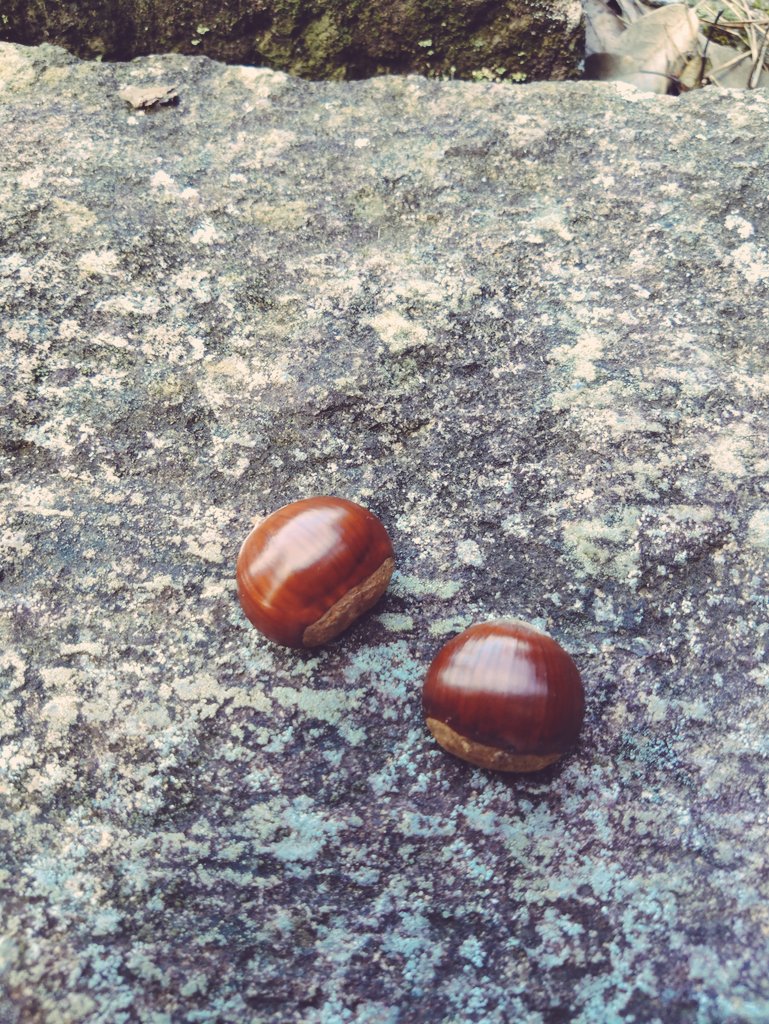 実家帰って、近所散歩がてら通り道に栗の木あるから栗落ちてないかなー🌰って歩いてたら通りすがりの知らないおじ様が栗くれた笑