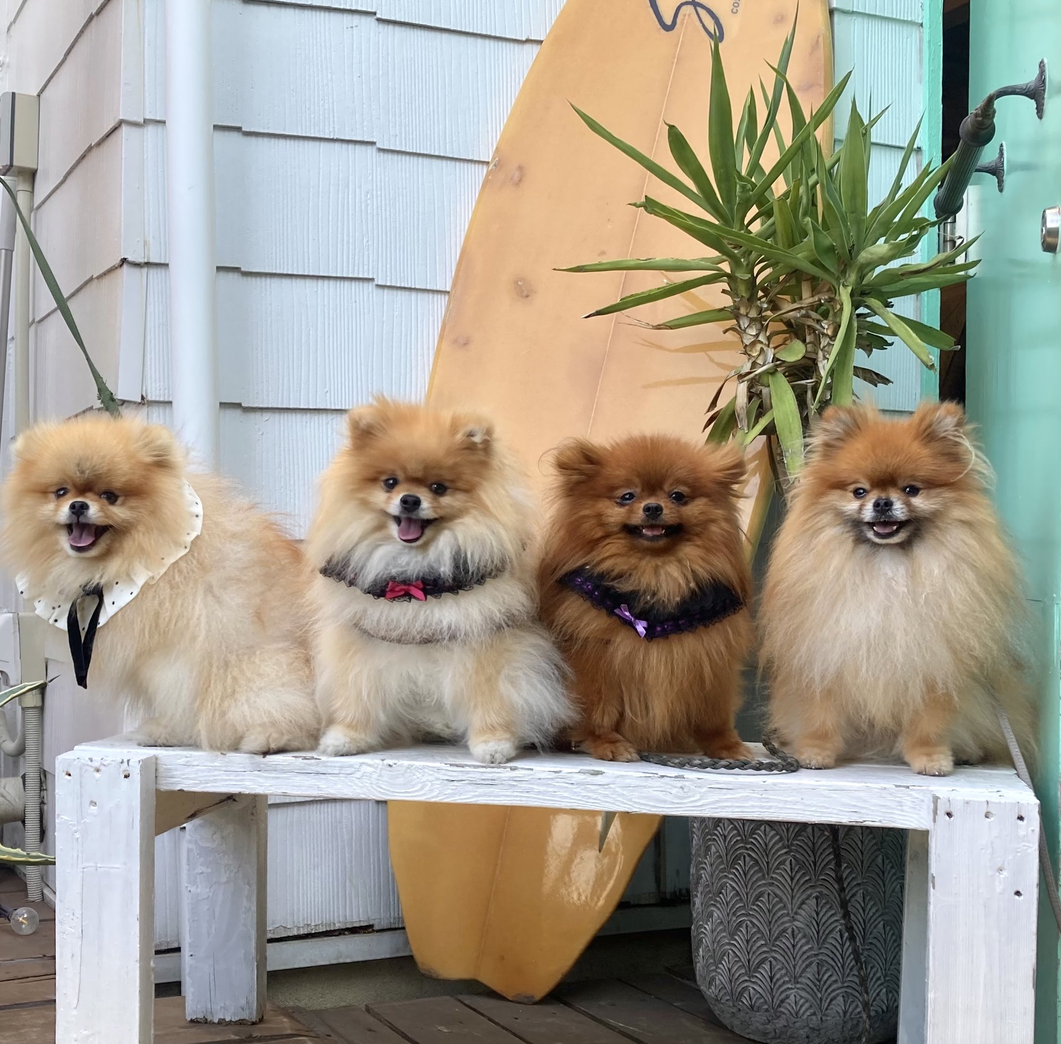 ポメころび様 おまとめ♡ ポメころび様 おまとめ♡