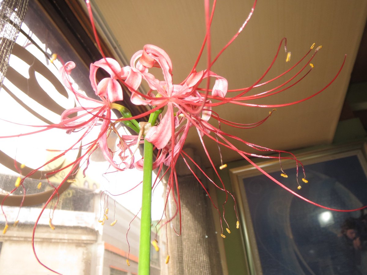 Rang.. (@luckygirliknow) on Twitter photo 