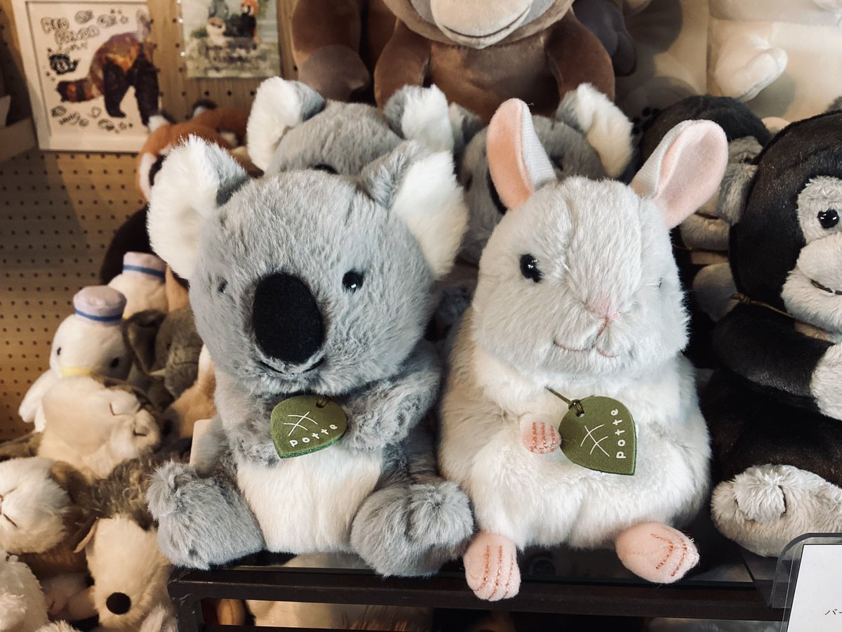 ✨新商品入荷のお知らせ✨ こんにちは🌞 人気のpotteシリーズに